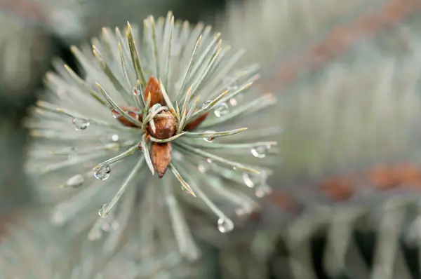 Gota de lluvia sobre las agujas del abeto —  Fotos de Stock