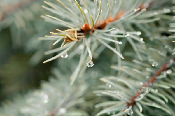 Drop of rain on the needles of the fir tree — Stock Photo, Image