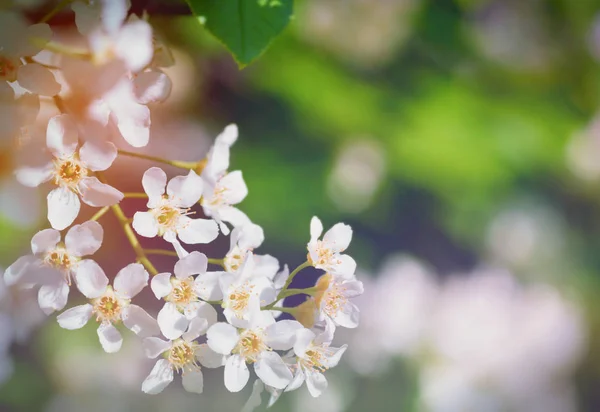 자연, 필터의 효과에서 벚꽃의 지점 — 스톡 사진