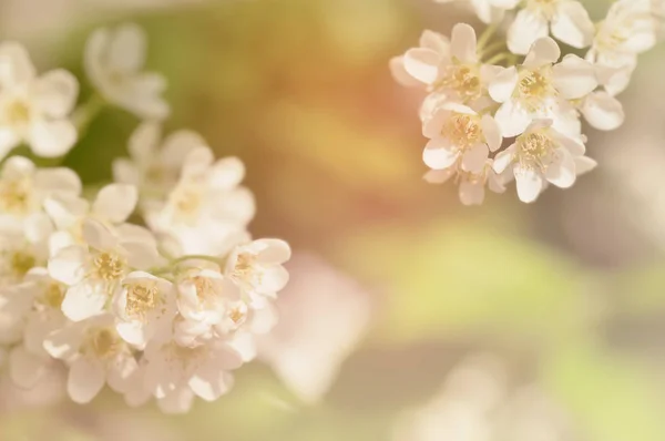 Гілка вишневих квітів в природі, ефект фільтра — стокове фото