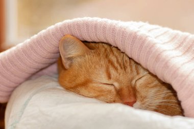 Kırmızı kedi battaniye pembe altında gizleme