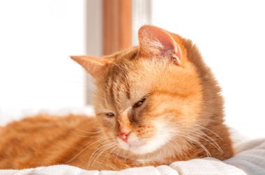 Penceredeki kızıl kedi