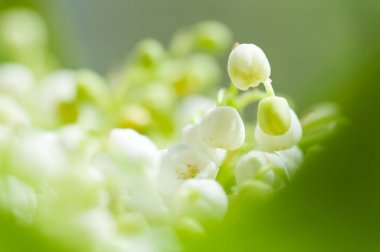 Lily vadi portre çiçekler