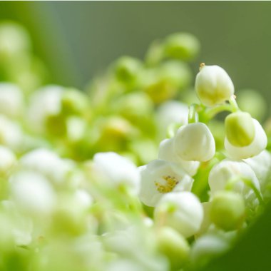 Lily vadi portre çiçekler