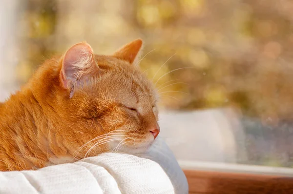 red cat sleeping on the window in the basket