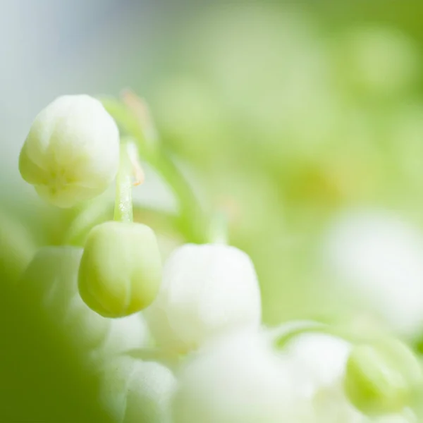 Lírio flores do vale closeup — Fotografia de Stock