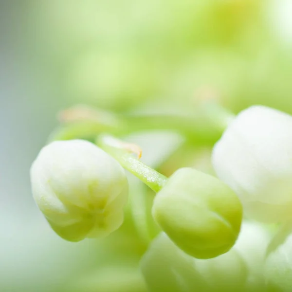 Květiny konvalinky closeup — Stock fotografie