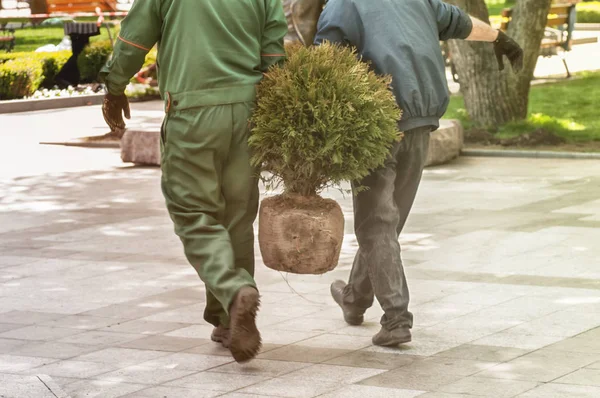Tukang kebun membawa tunas pohon thuja untuk penanaman — Stok Foto