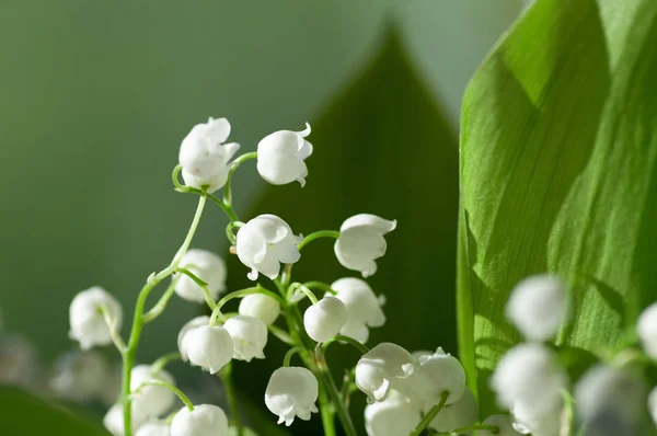 Flower Lily of the valley closeup — Stock Photo, Image