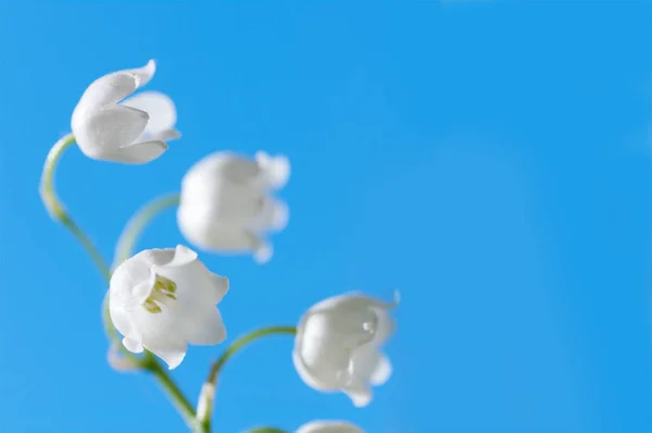 Fiore Giglio della valle primo piano su sfondo cielo blu — Foto Stock