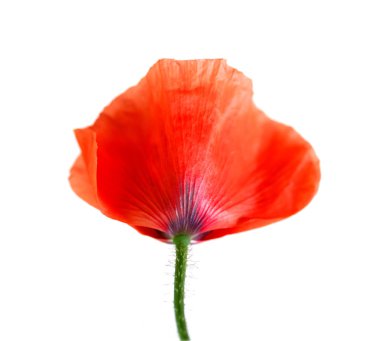 Çiçek haşhaş izole yakın çekim