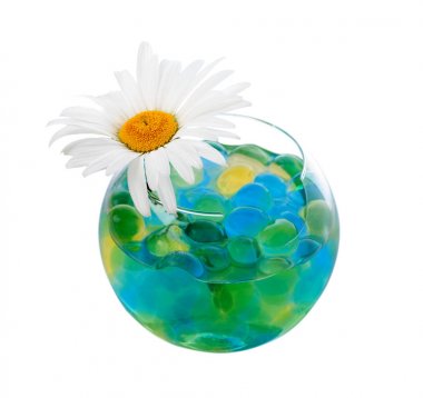Beyaz bir arka plan üzerinde hidrojel ile bir vazoda papatya