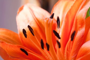 Sarı zambak yakın çekim