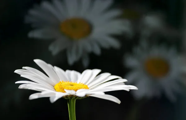Kamomill blomma närbild med reflektion på en mörk bakgrund — Stockfoto