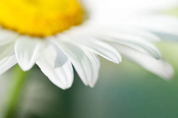 Kamomill blomma närbild — Stockfoto