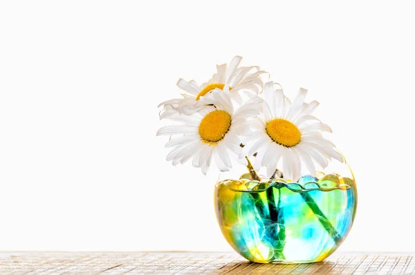 Chamomile in a vase with hydrogel — Stock Photo, Image