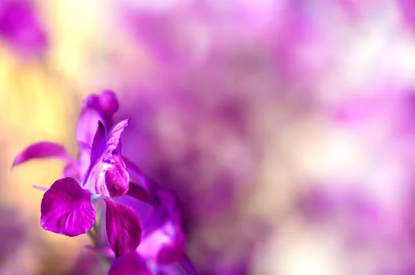 Fondo flor lila primer plano —  Fotos de Stock