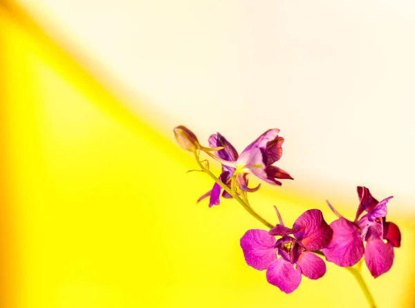 Lilla fiore sfondo primo piano — Foto Stock