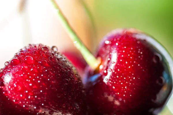Droppar på en black cherry makro — Stockfoto