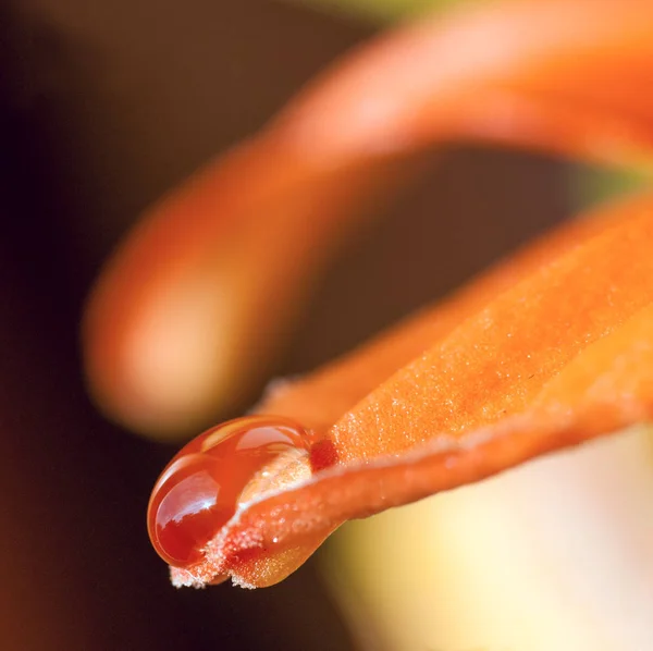 Gota na ponta do lírio pétala amarelo close-up — Fotografia de Stock