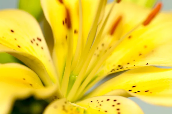 Yellow lily close-up — Stock Photo, Image