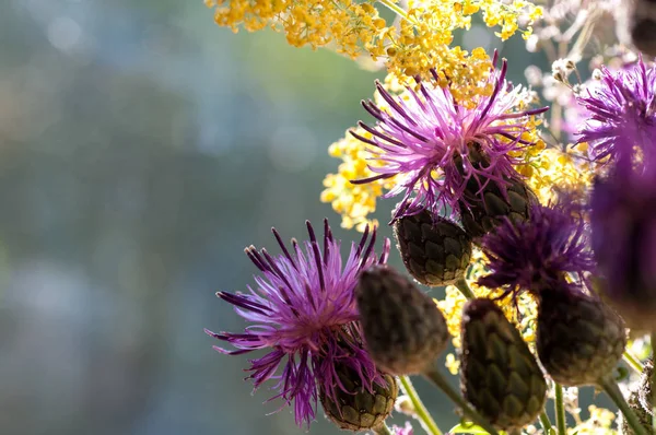 Buquê de flores silvestres do cardo e tutsan mosto no b — Fotografia de Stock