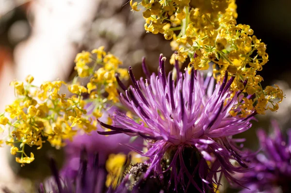 Buquê de flores silvestres do cardo e tutsan mosto no b — Fotografia de Stock