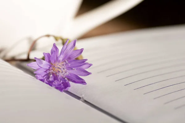 Lilac flower on the notebook on the white background of coffee c — Stock Photo, Image