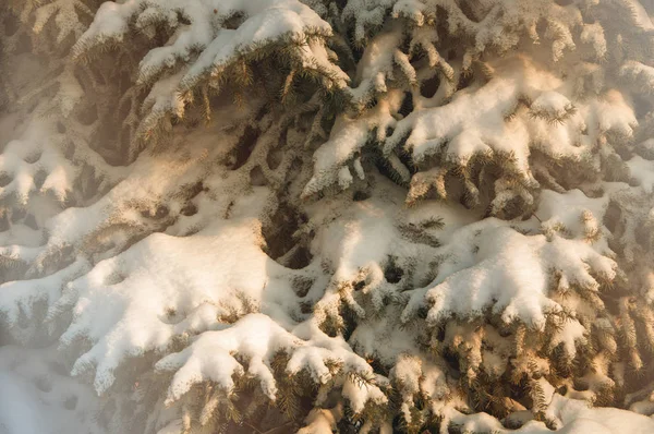 Fichtenzweige im Schnee hautnah auf der Straße im Winter — Stockfoto