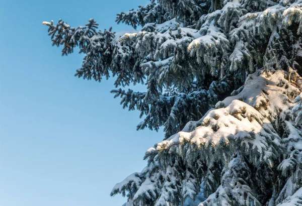 Ramas de abeto en la nieve de cerca —  Fotos de Stock