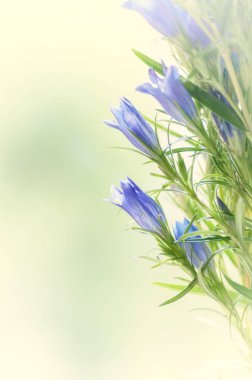 Gentiana pneumontant çiçek, deniz çan arka plan yakın çekim applie