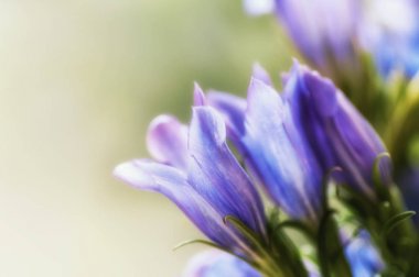 Gentiana pneumontant çiçek, deniz çan arka plan yakın çekim applie