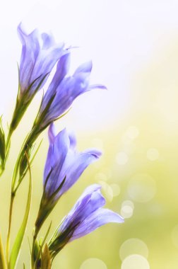 Gentiana pneumontant çiçek, deniz çan arka plan yakın çekim applie