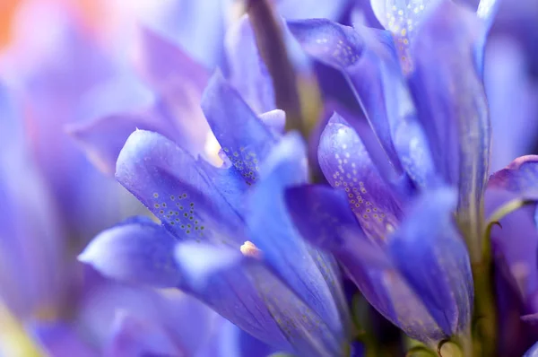 Gentiana pneumontant flor, fundo do sino do mar close-up applie — Fotografia de Stock