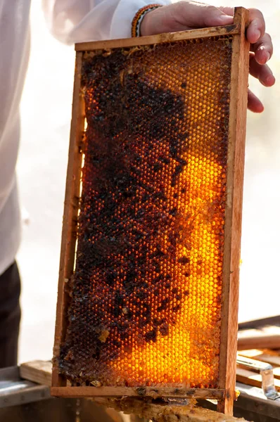 Bee-keeper prepares honeycombs for honey distillation — Stock Photo, Image