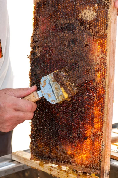 Apicultor prepara panales para la destilación de miel — Foto de Stock