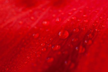 Kırmızı çiçek yaprakları üzerinde su damlaları