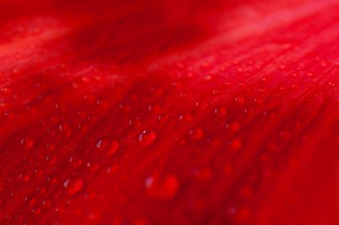 Kırmızı çiçek yaprakları üzerinde su damlaları