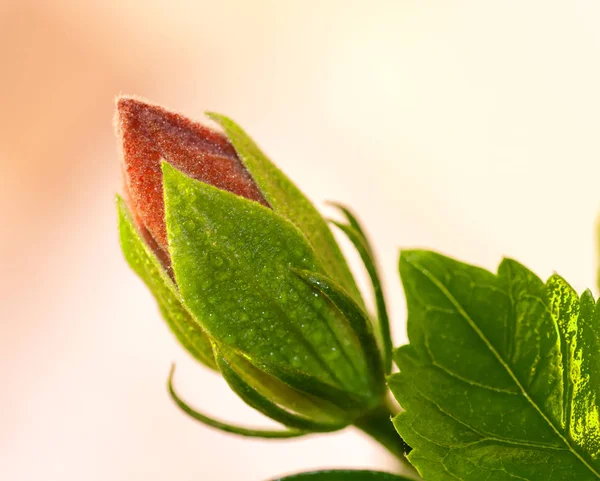 Bud flor hibisco vermelho, estúdio — Fotografia de Stock
