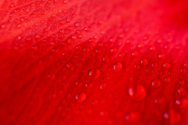 drops of water on the red flower petals