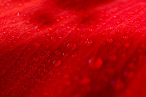 drops of water on the red flower petals