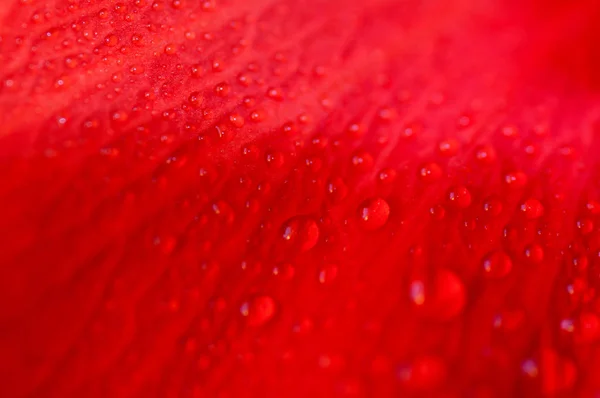 Drops of water on the red flower petals Royalty Free Stock Photos