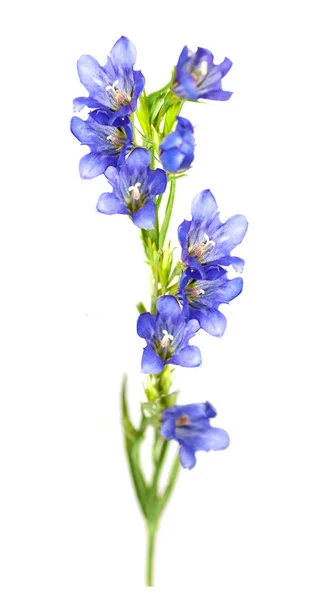 Blue flower "sea lion" isolated on white background — Stock Photo, Image