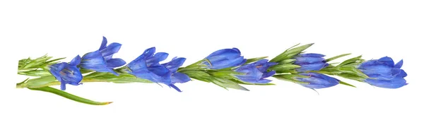Синий цветок "морской лев" изолирован на белом фоне — стоковое фото