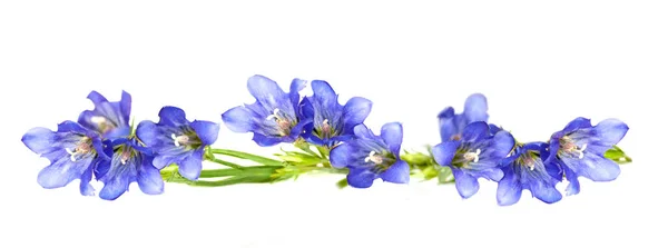 Blue flower "sea lion" isolated on white background — Stock Photo, Image