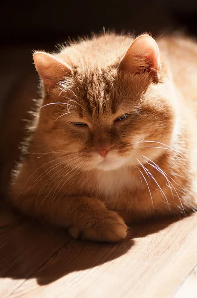 Gatto rosso sdraiato sul pavimento nell'appartamento — Foto Stock