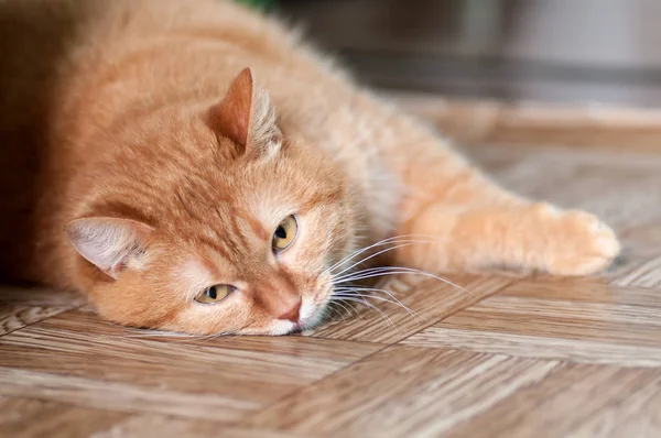 Röd katt liggande på golvet i lägenheten — Stockfoto