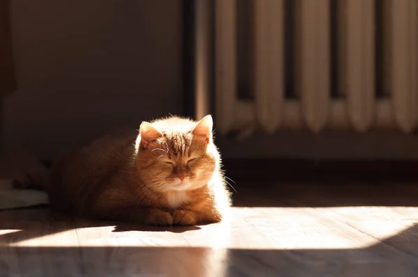 Рыжая кошка, лежащая на полу в квартире — стоковое фото