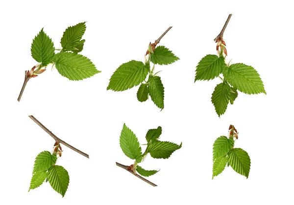Zestaw zielony liści na oddział izolacji — Zdjęcie stockowe