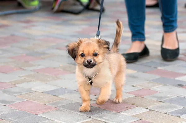 Perro pequeño con una correa con la anfitriona en un paseo —  Fotos de Stock